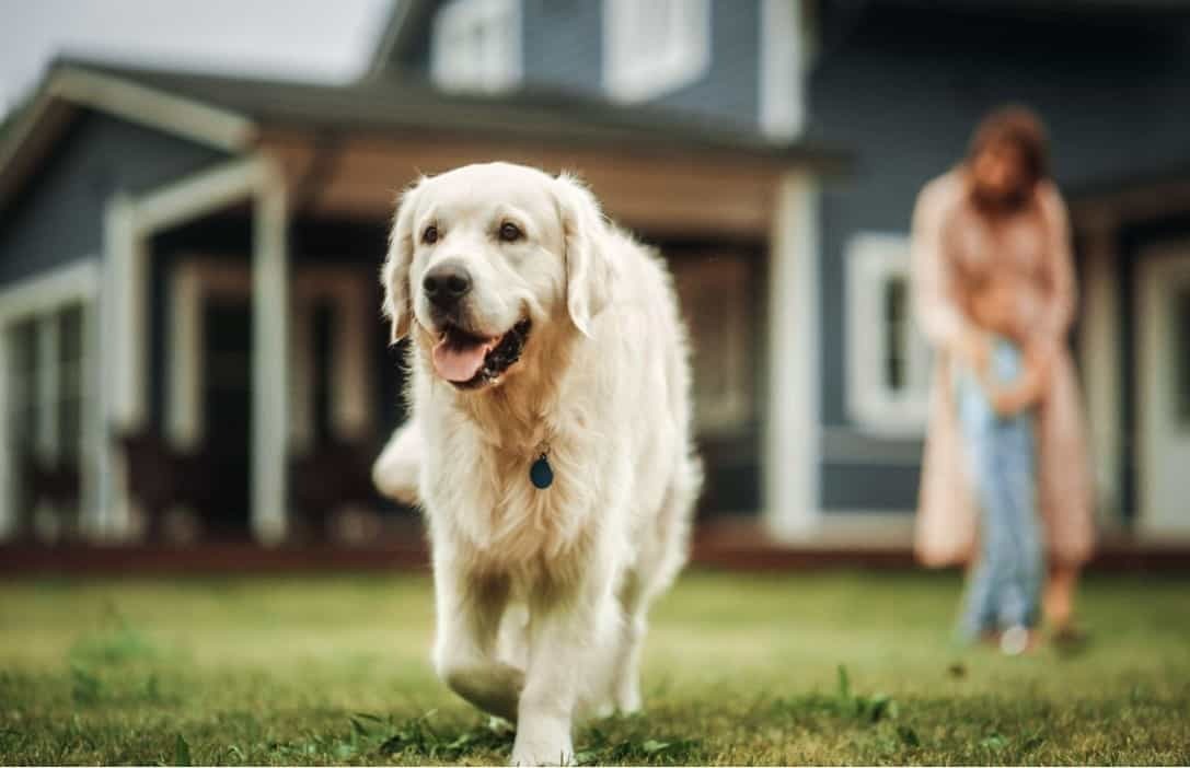 dog-in-yard-and-family-in-blurre